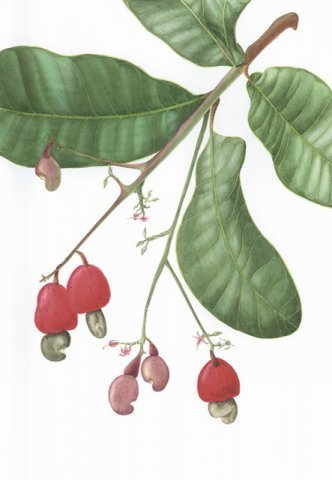 Anacardium humile